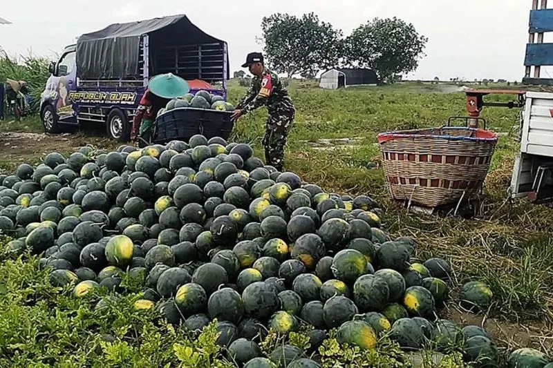 semongko