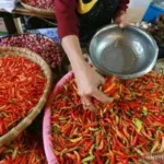 Bapanas: Harga Cabai Rawit…