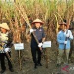 Ibas Dorong Petani Tebu…